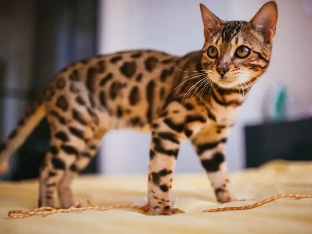 Bengal