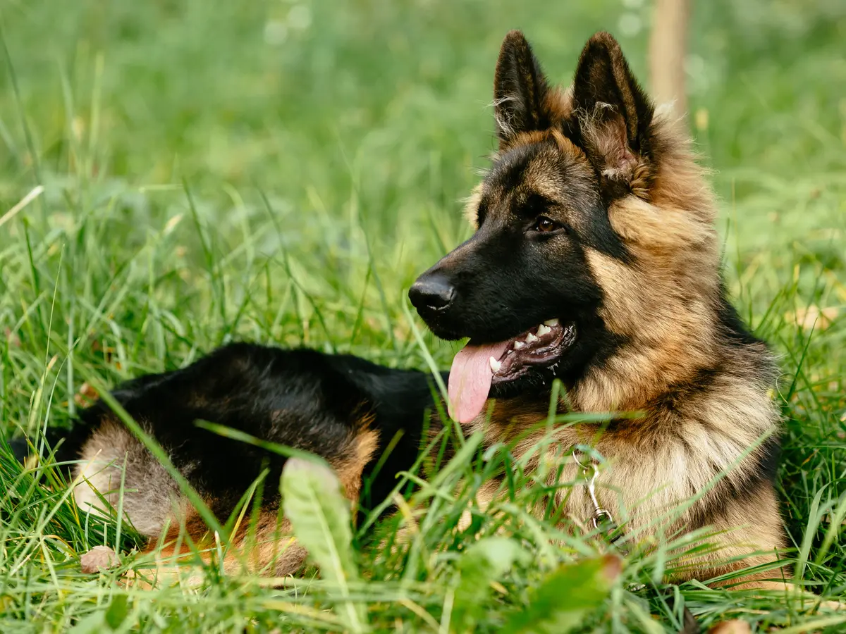 Berger allemand