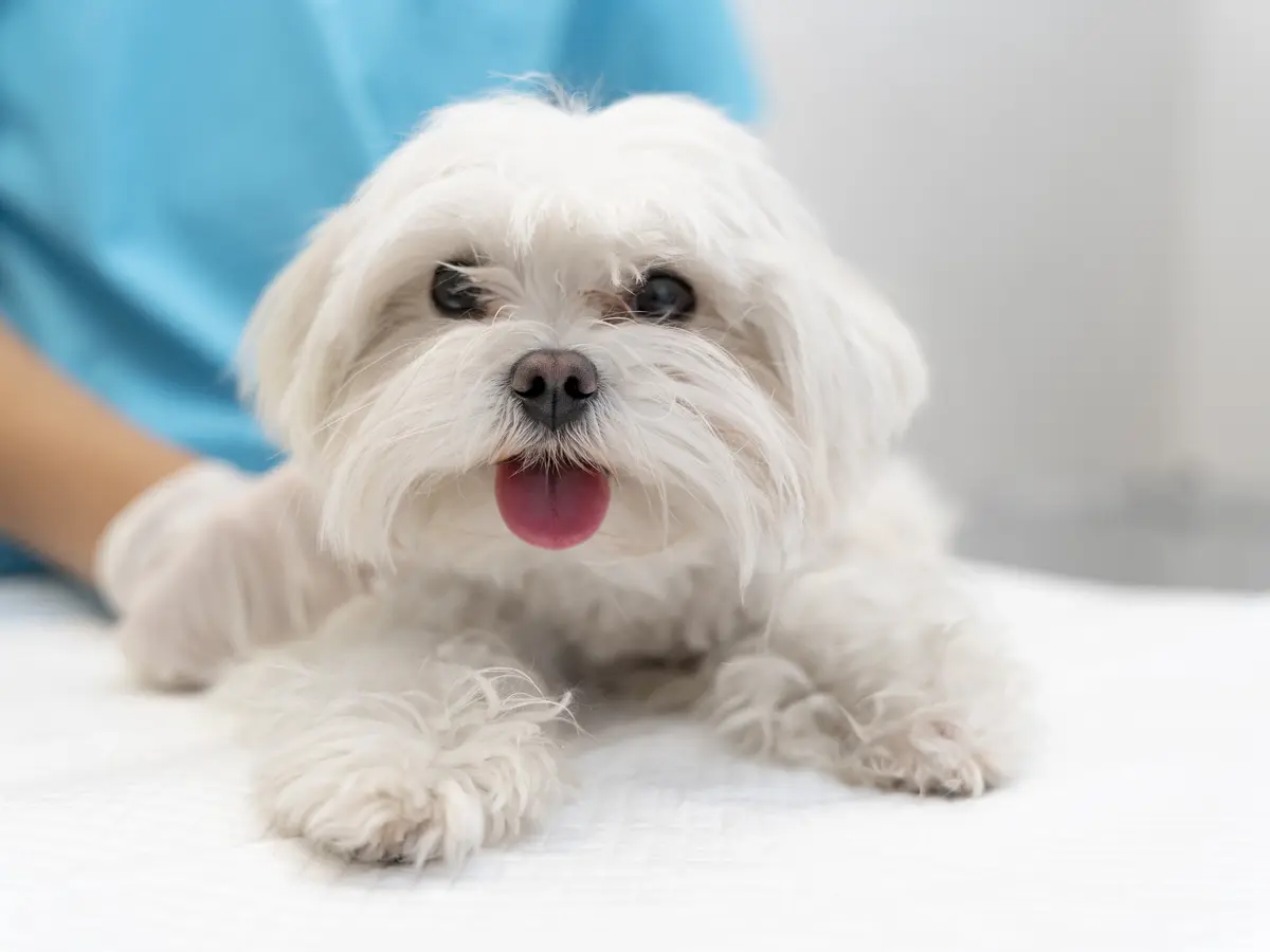 Bichon maltais