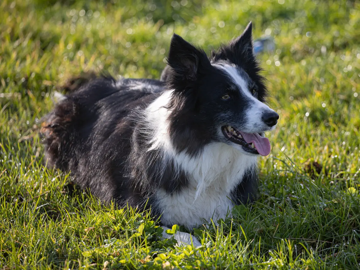 Border collie