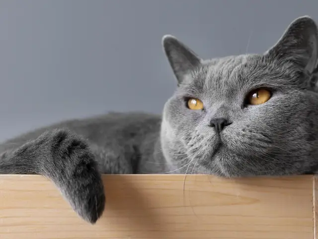 British shorthair