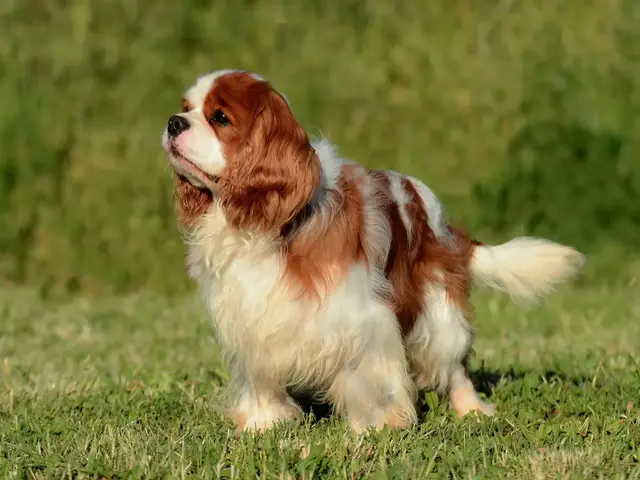 Cavalier king charles
