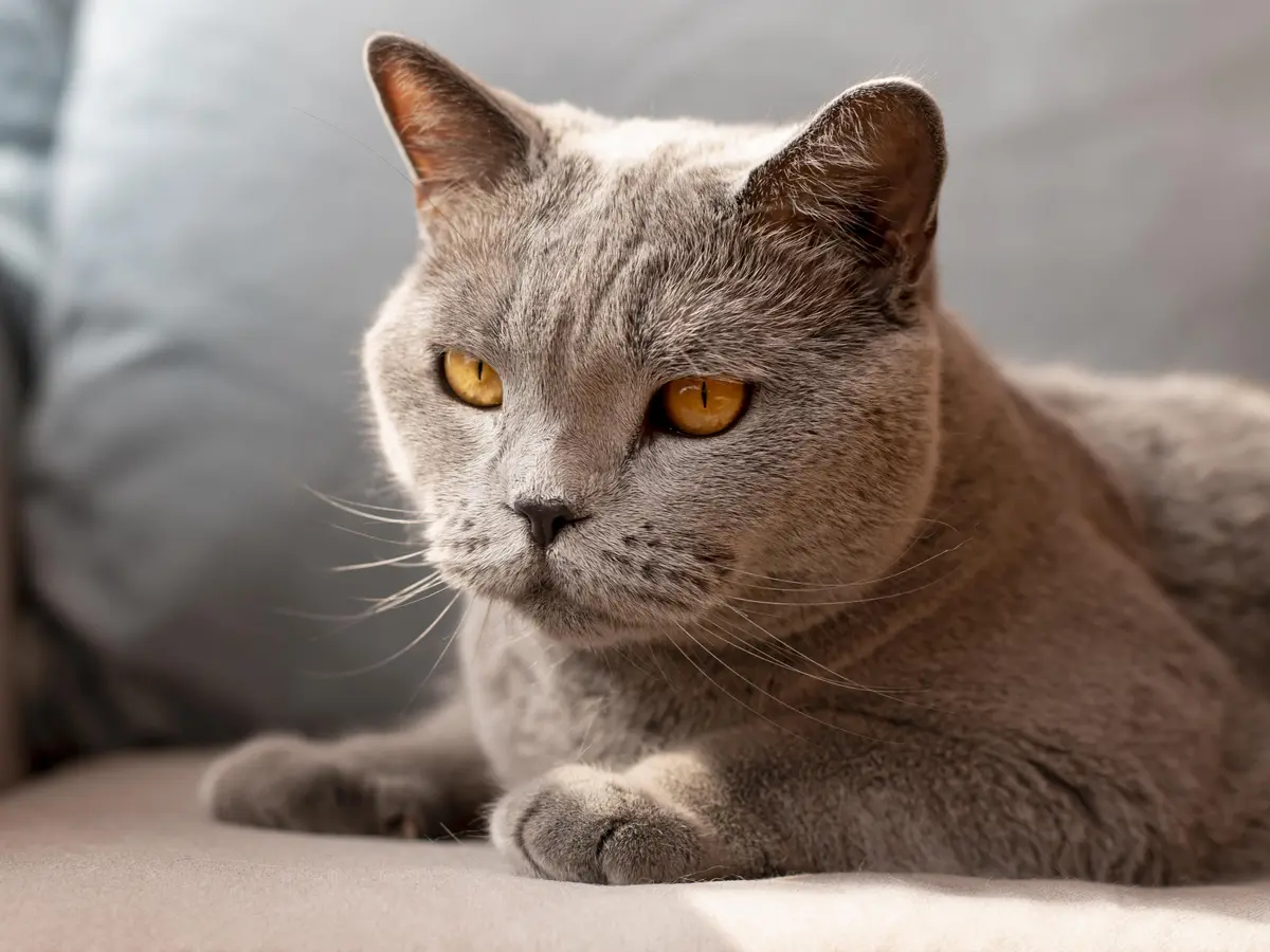 Chartreux