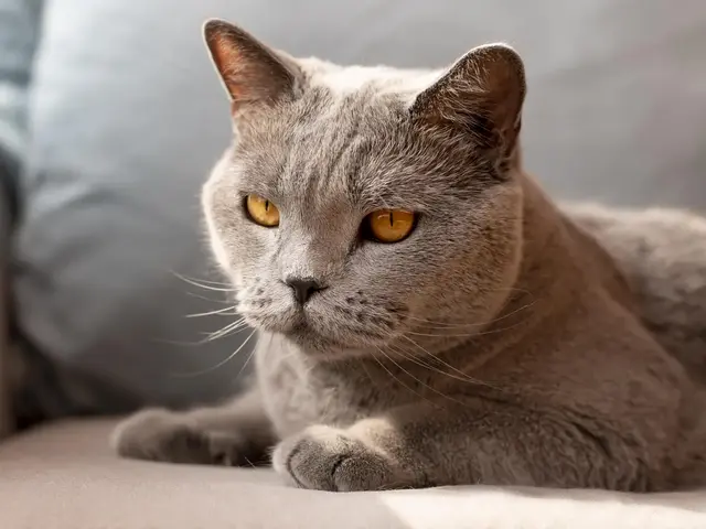 Chartreux