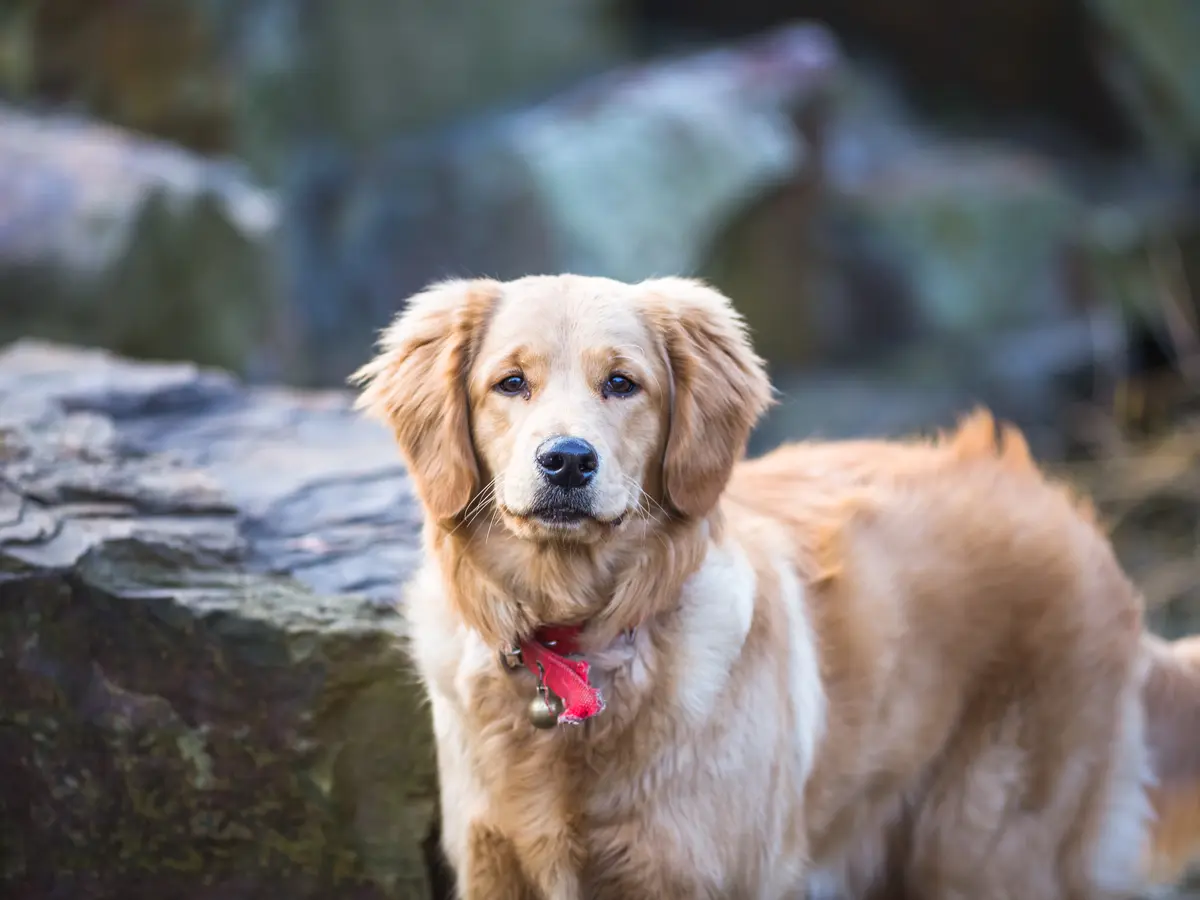 Golden retriever
