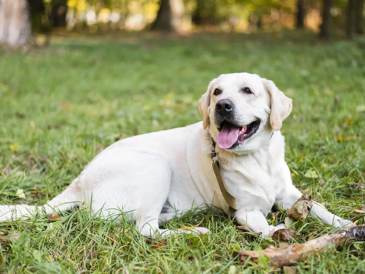 Labrador retriever couché dans l’herbe