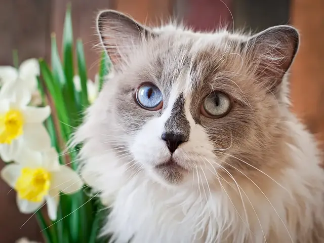 Ragdoll