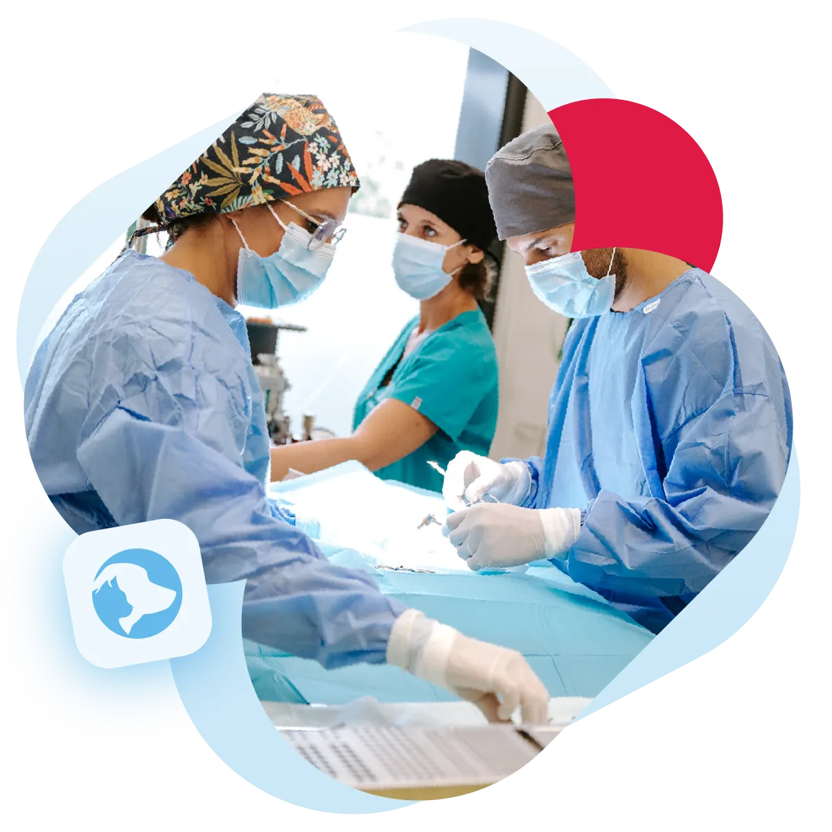 La chirurgie vétérinaire – vétérinaire Argos