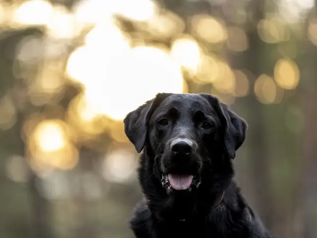 Labrador retriever