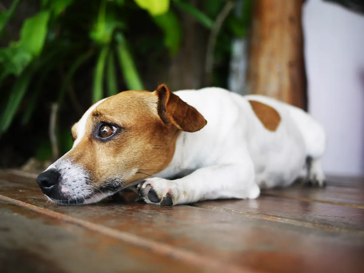 Jack russell terrier