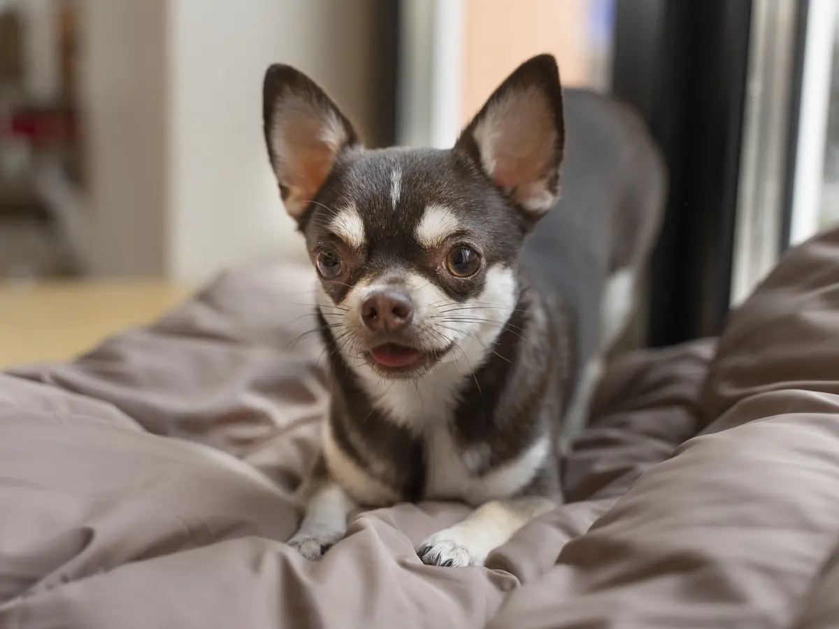 Chihuahua