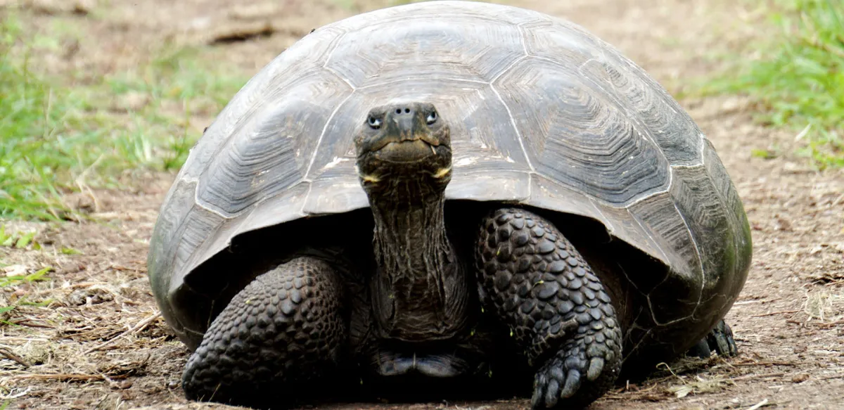 La tortue d'Hermann domestique : que faut-il savoir ?
