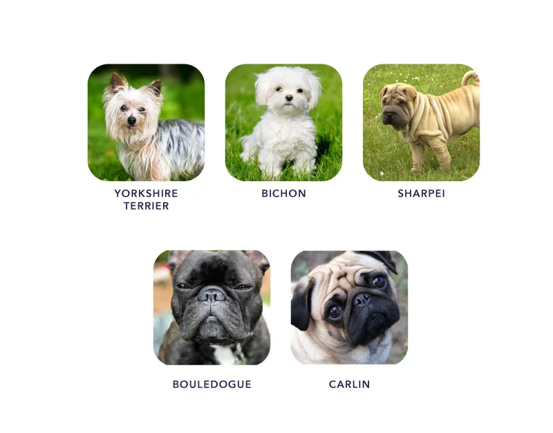Pourquoi et comment nettoyer les yeux de votre chien ?