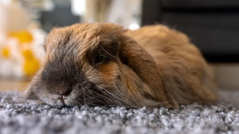 Les caractéristiques du lapin : comment le comprendre ?
