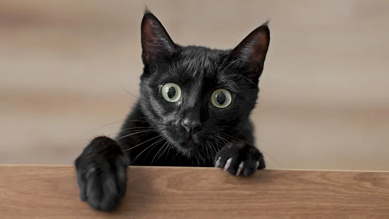 Comment reconnaître l'anxiété chez le chat ?