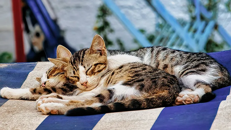 Comment reconnaître l'anxiété chez le chat ?