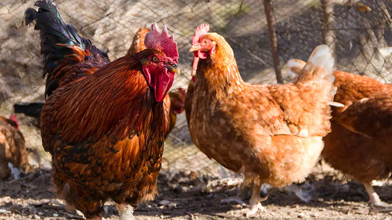 Connaissez-vous les parasites que peuvent rencontrer les poules ?