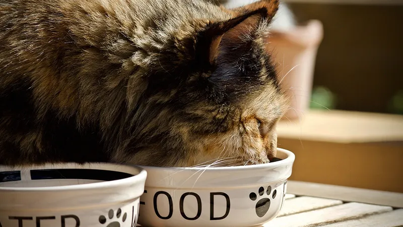 La diarrhée, un trouble digestif fréquent chez le chat