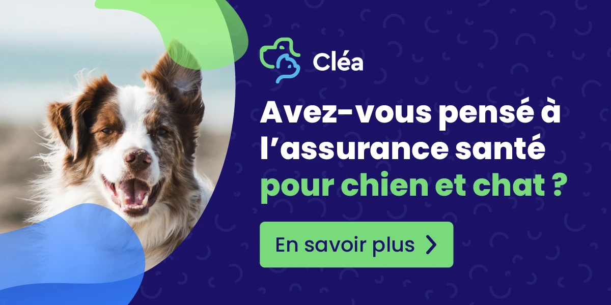 Découvrir Cléa