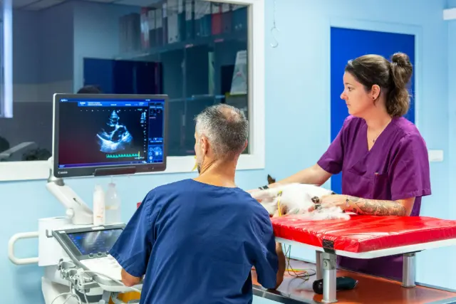 Clinique vétérinaire Argos Pérols des Etangs, photo 1