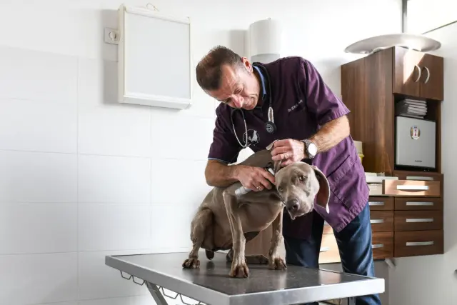 Clinique vétérinaire Argos Anglet Mercure, photo 1