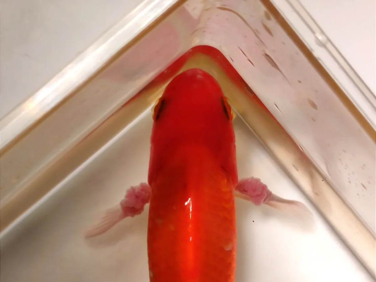 Poisson rouge examiné à la clinique vétérinaire Argos SpéNAC à Paris