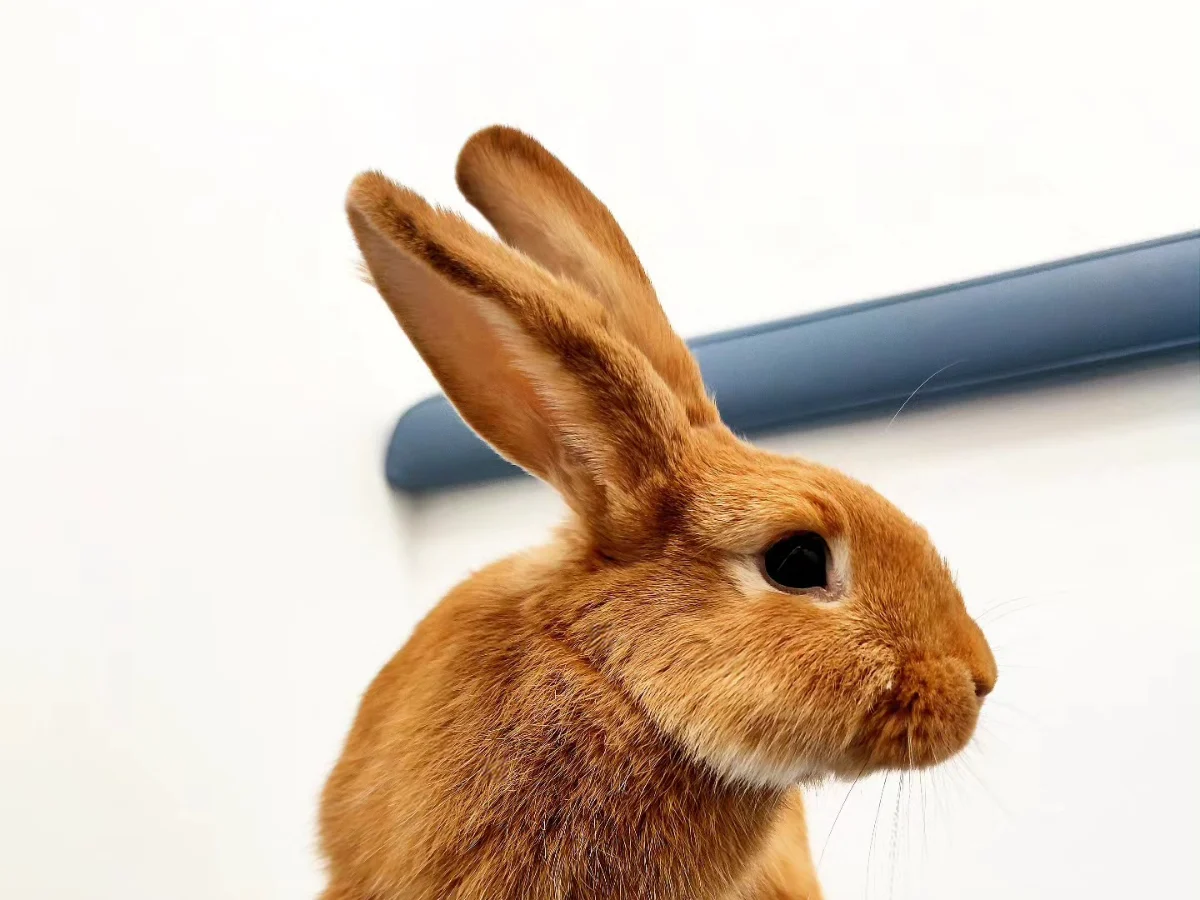 Lapin fauve de Bourgogne attendant sa consultation à la clinique vétérinaire Argos SpéNAC