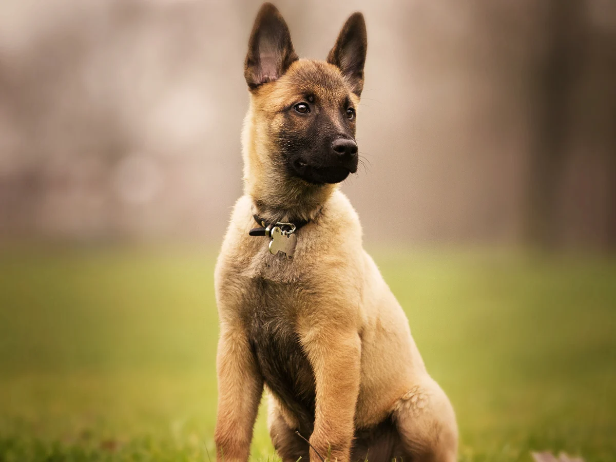 Malinois
