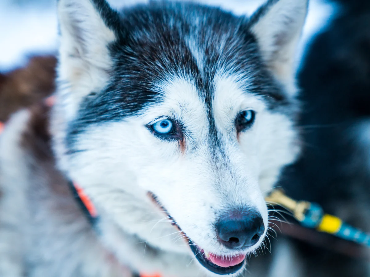 Husky sibérien