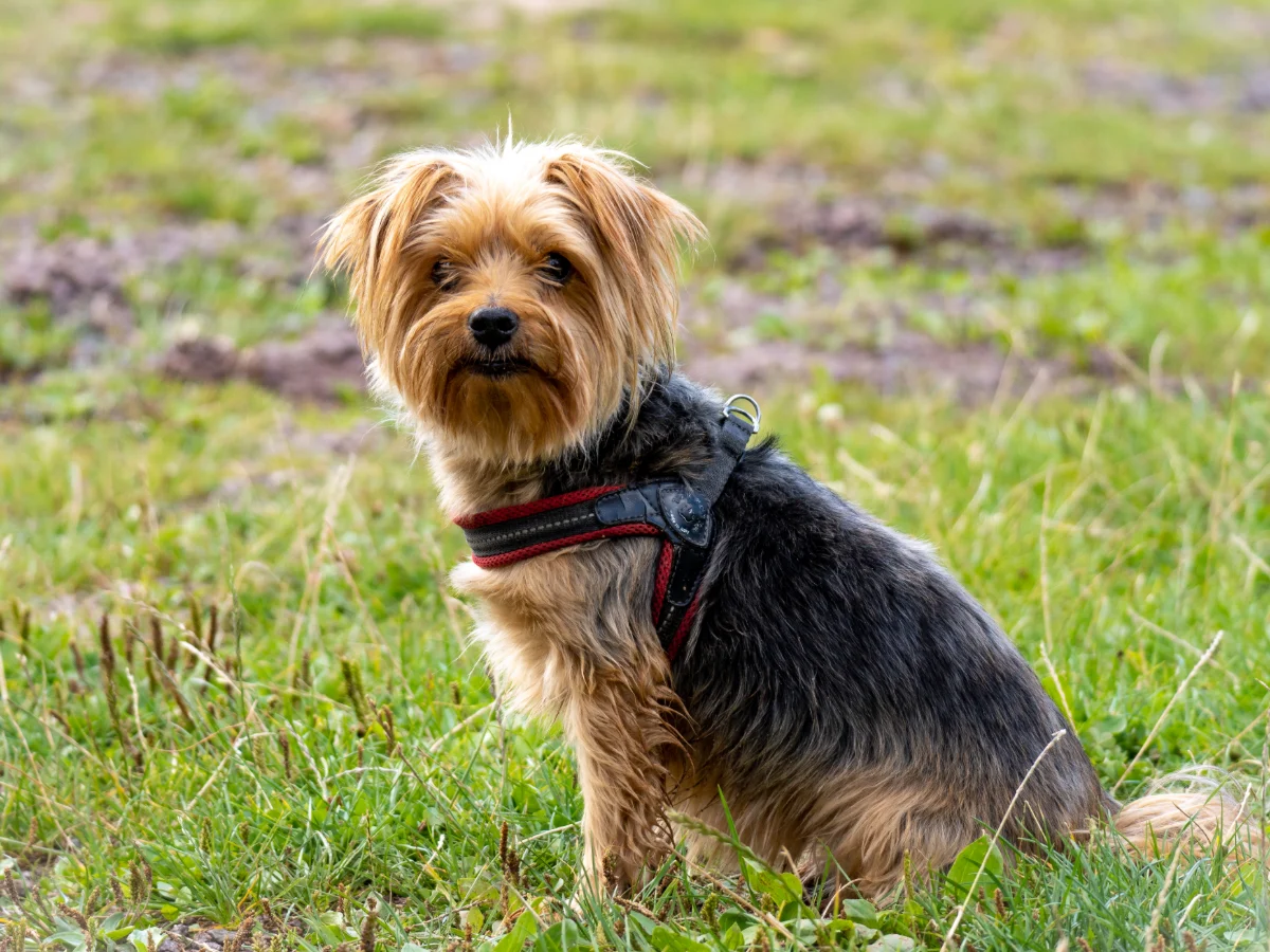 Yorkshire terrier