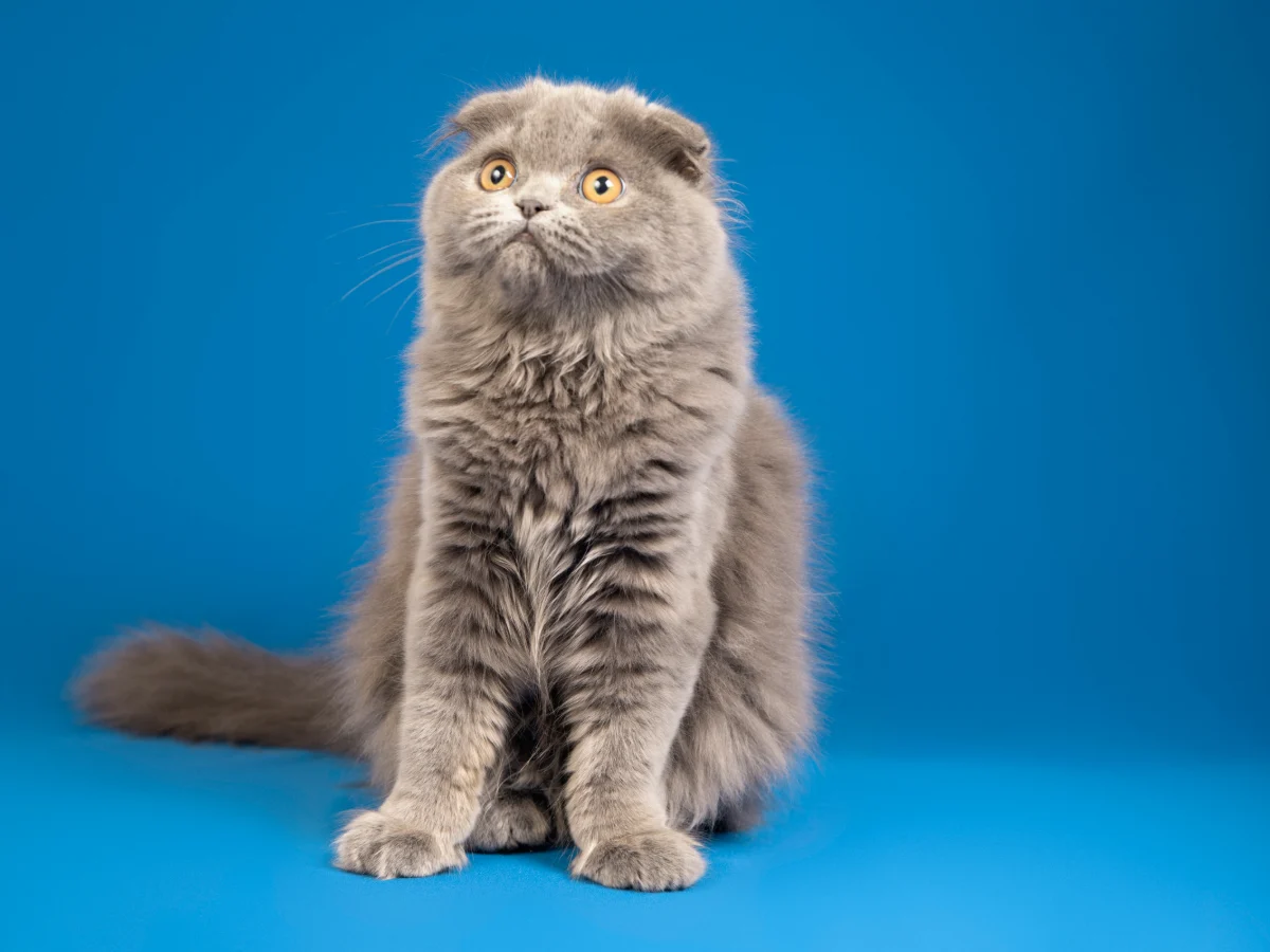 Scottish fold
