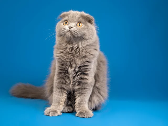 Scottish fold