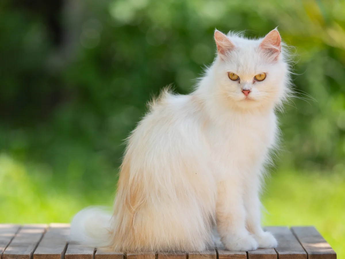 Angora turc