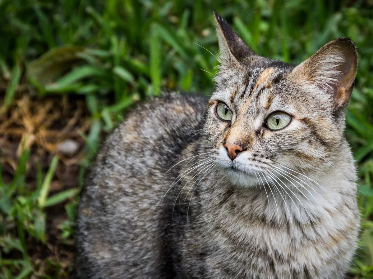 Chat européen