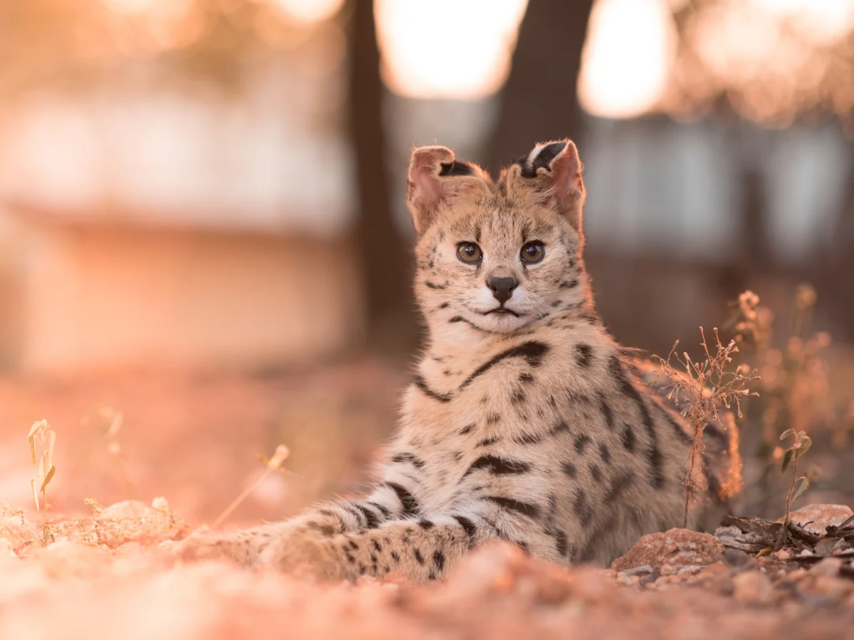 Serval, l’ancêtre sauvage du chat savannah