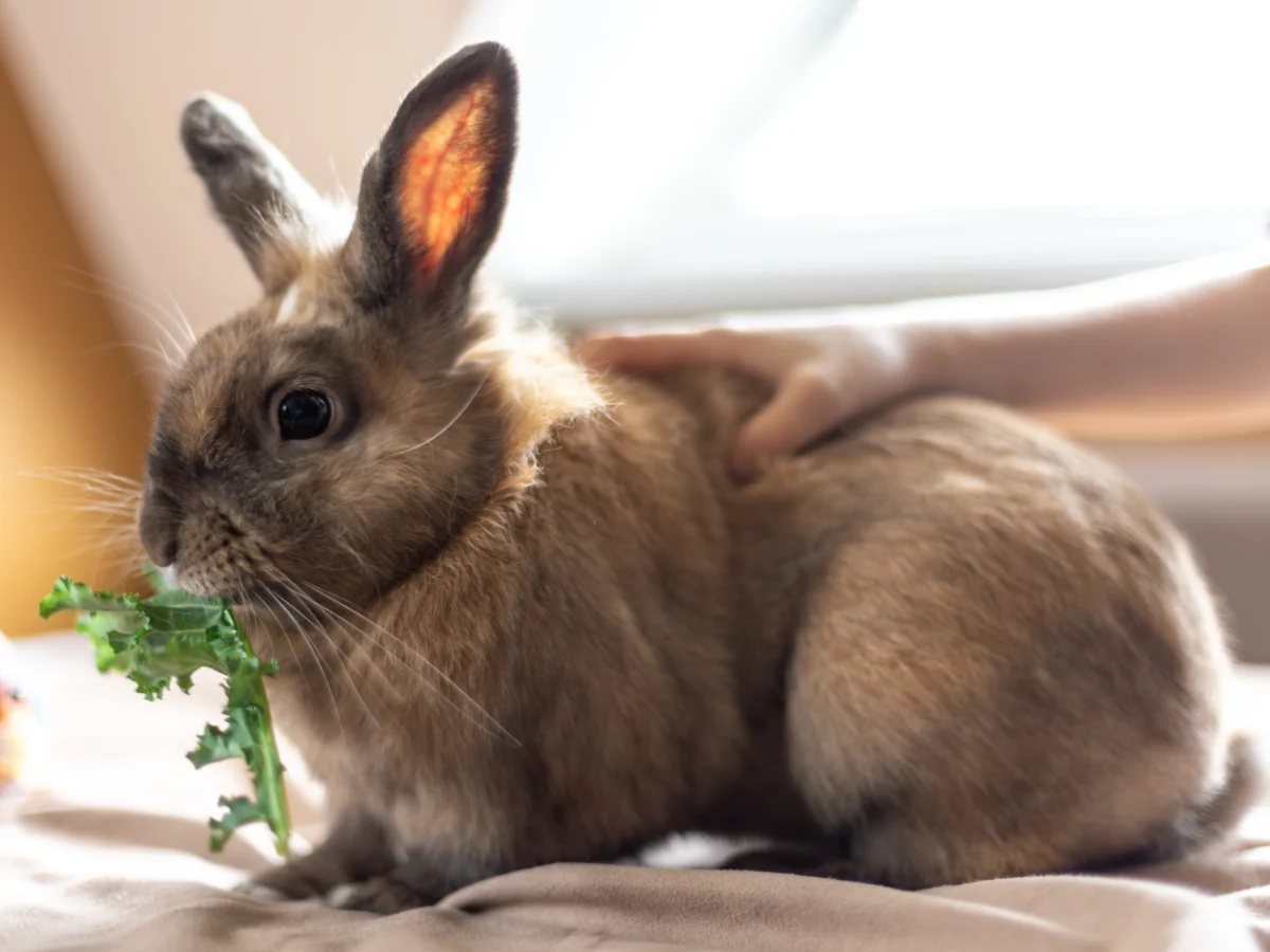 Lapin