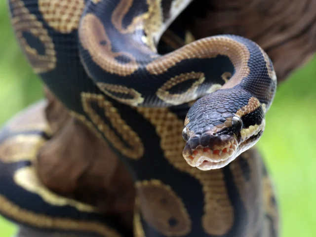 Serpent