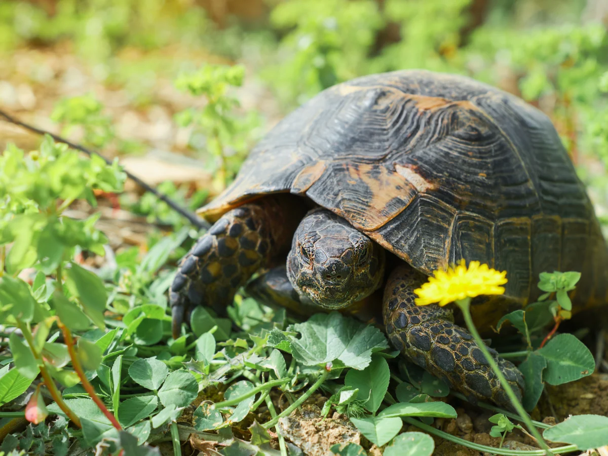 Tortue de terre