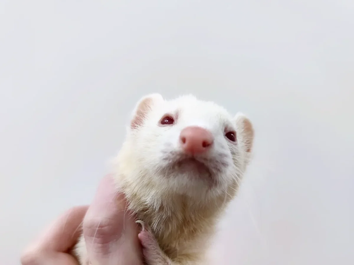 Furet albinos examiné en consultation