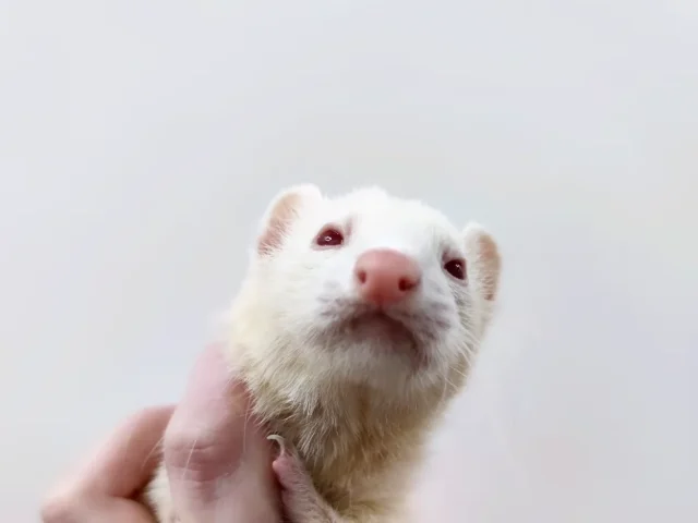 Furet albinos examiné en consultation