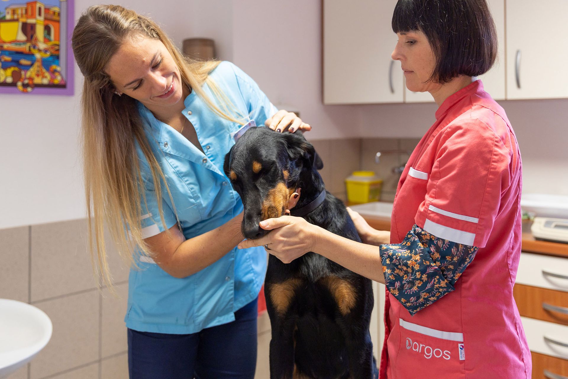 Découvrez notre clinique vétérinaire | Argos Vétérinaire