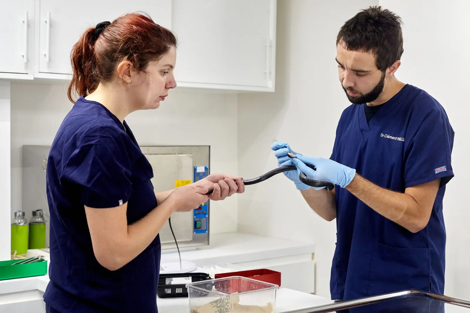 Consultation d’un reptile à la clinique vétérinaire Argos SpéNAC, Paris 7e